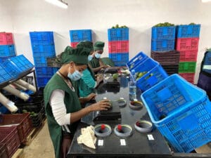 Avocado-Verarbeitung